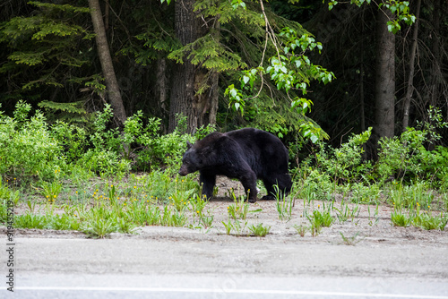 Black bear (Ursus americanus) in Glacier National Park, Canada