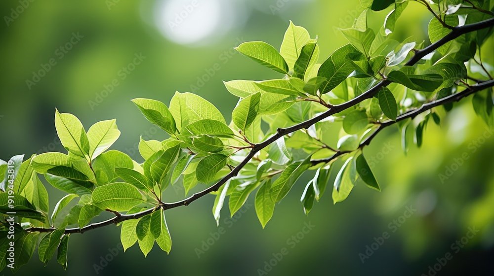 Background of green leaves captured by the roadside Save to Library Download Preview Preview Crop Background of green leaves captured by the roadside Save to Library Download Preview Preview Crop