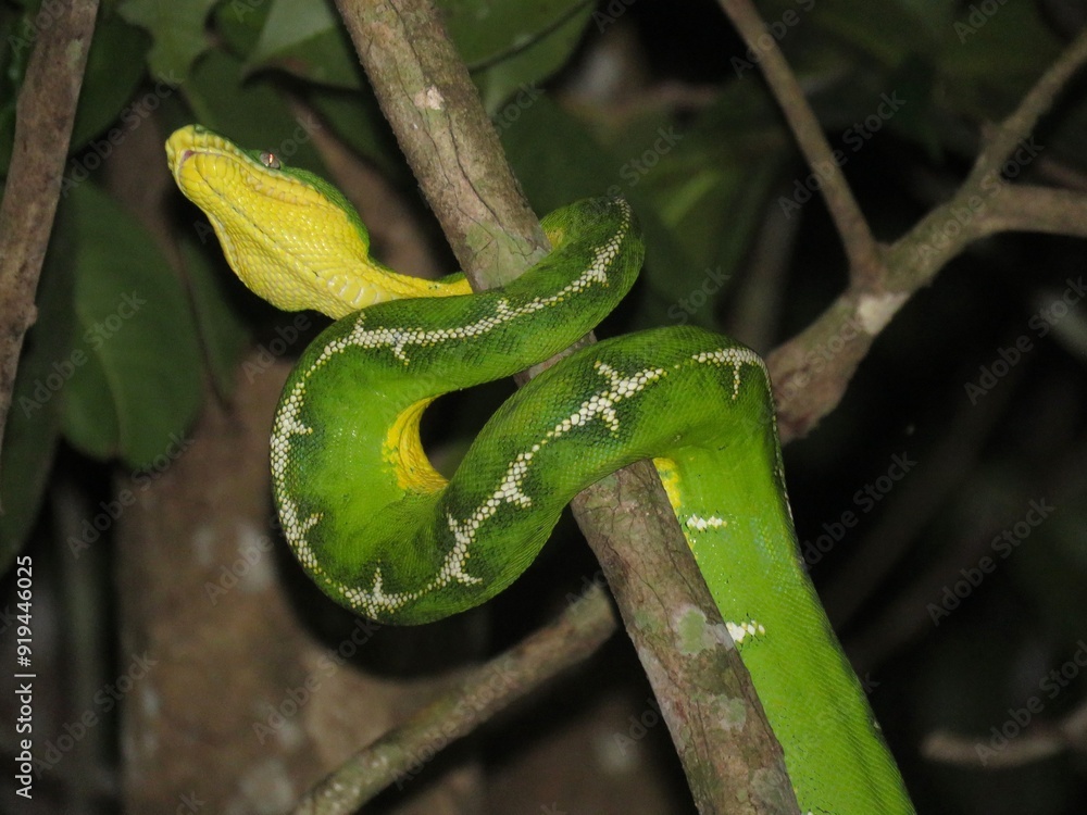 Naklejka premium Amazon Basin emerald tree boa (Corallus batesii) perched high in the Amazon Rainforest