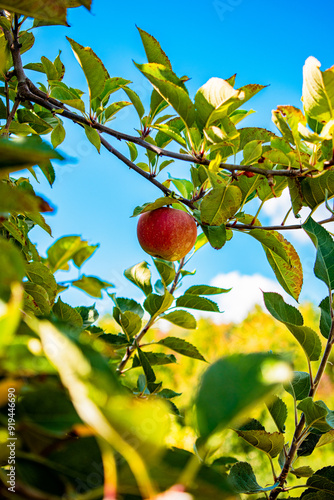 Apple on a tree