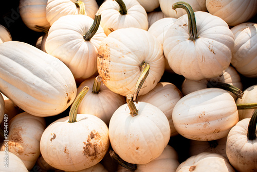 White pumpkins