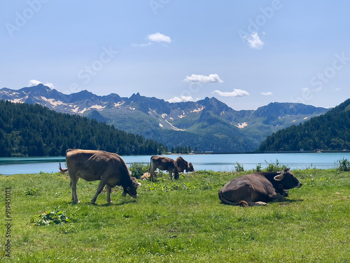 cows on a pasture