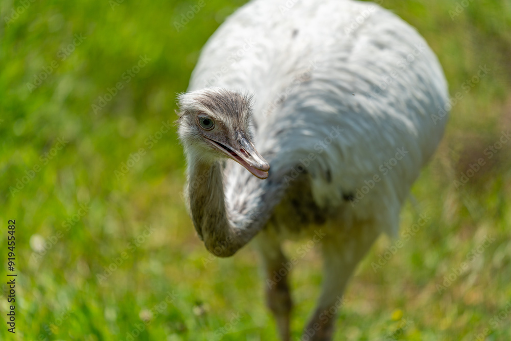 Fototapeta premium close up of a ostrich feathers in the meadow