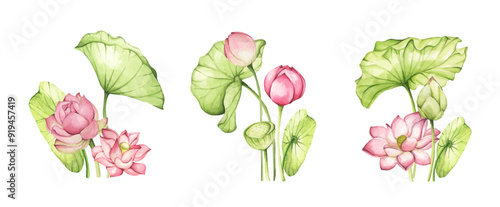 Lotus flowers. Watercolor illustration. Set of compositions with lotus. Chinese water lily. Design for the design of invitations, fabrics and other items.
