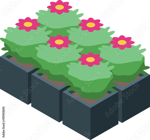 3d isometric illustration of square pots with flowering shrubs growing in them