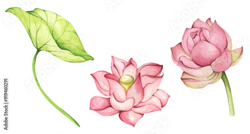 Set of lotus flowers. Chinese water lily. Vintage style. Watercolor illustration. Design for the design of invitations, fabrics and other items.