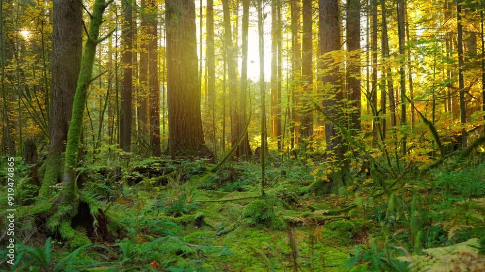 Moving through the lush green forest. Stunning Canadian nature. Moving through the lush green forest. Stunning Canadian nature.