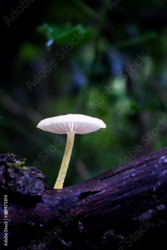 A delicate white tiny spiny-stalked mycena, Amparoina spinosissima, seemingly glowing in the Darkness of the undergrowth of the forest in Magoebaskloof, South Africa. photo