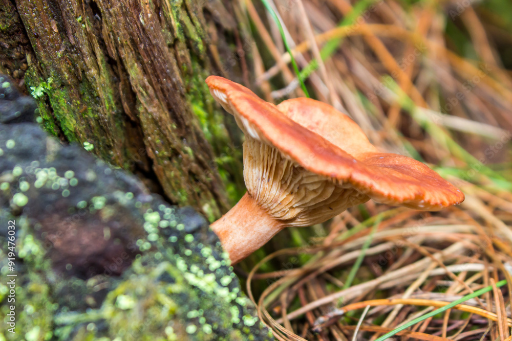 Sideview of a Saffron milk cap, Lactarius deliciosus, growing on the pine needle covered forest floor of a pine plantation in Magoebaskloof South Africa. Sideview of a Saffron milk cap, Lactarius deliciosus, growing on the pine needle covered forest floor of a pine plantation in Magoebaskloof South Africa.