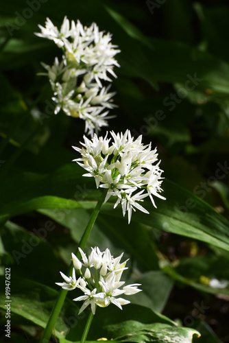 Bärlauch,  Allium ursinum. photo