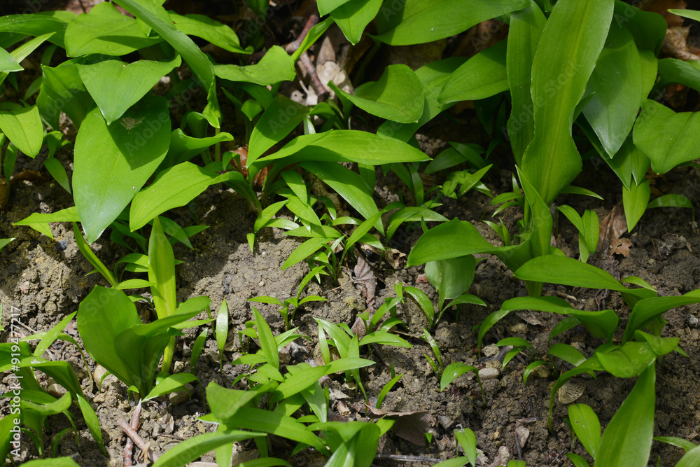 Bärlauch, Allium ursinum Bärlauch, Allium ursinum