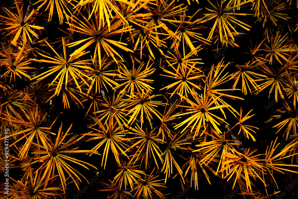 Beautiful botanical shot, natural wallpaper, lighting effects that abstractly transform yellow autumn larch needles into an image that looks like fireworks Beautiful botanical shot, natural wallpaper, lighting effects that abstractly transform yellow autumn larch needles into an image that looks like fireworks
