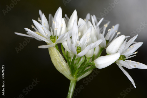 Bärlauch,  Allium ursinum. photo