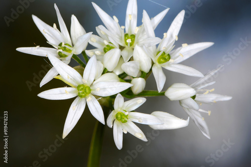 Bärlauch,  Allium ursinum. photo