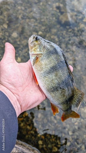 Obraz na płótnie Hand holding Fresh water fish perch hooked on spinning lure, fishing, catch and release, animals and wildlife, nature background w salonie