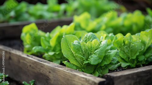 growing lettuce in raised beds, gardening, taken using a Canon EOS R camera