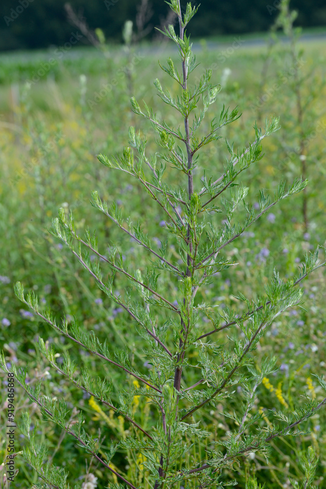 Gemeiner Beifuß, Artemisia vulgaris L Gemeiner Beifuß, Artemisia vulgaris L