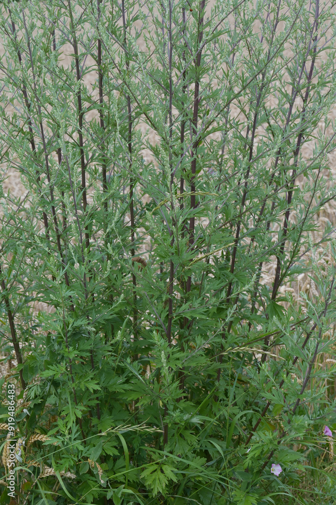 Gemeiner Beifuß, Artemisia vulgaris L Gemeiner Beifuß, Artemisia vulgaris L