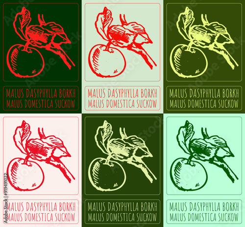 Set of vector drawing MALUS DASYPHYLLA BORKH in various colors. Hand drawn illustration. Latin name is MALUS DOMESTICA SUCKOW.
 photo