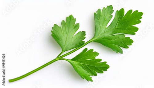Fresh parsley leaf. Parsley leaf isolated on white. Cilantro leaves, green parsley close up. Flat lay