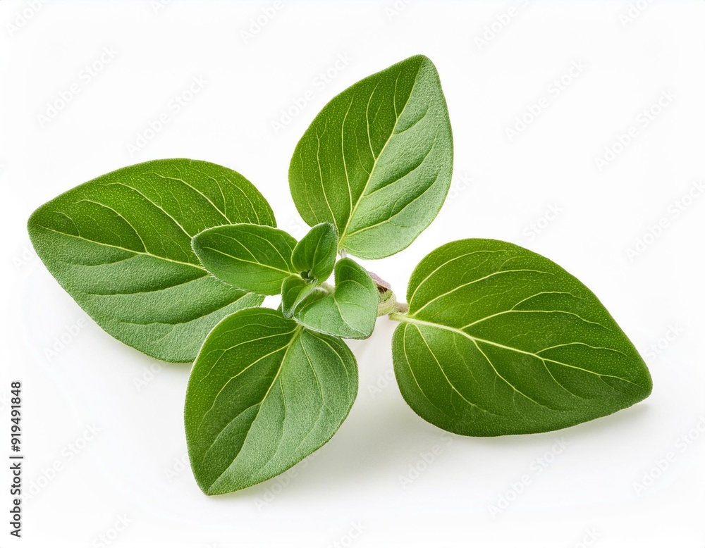 Fresh twig of Oregano herb or Marjoram plant isolated on white background closeup. Fresh twig of Oregano herb or Marjoram plant isolated on white background closeup.