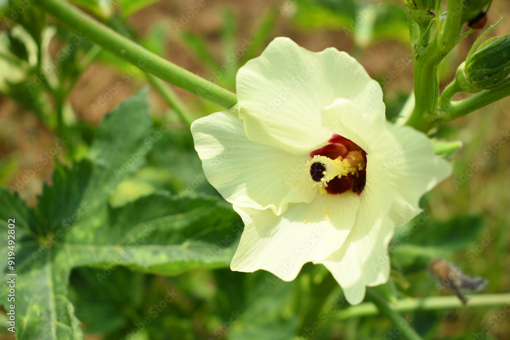 Close up of okra flower. Yellow okra flower. Okra flower with blurred background. Okra. Lady finger flower with selective focus on subject. Yellow flowers. Vegetable flowers, lady finger plant bloom Close up of okra flower. Yellow okra flower. Okra flower with blurred background. Okra. Lady finger flower with selective focus on subject. Yellow flowers. Vegetable flowers, lady finger plant bloom