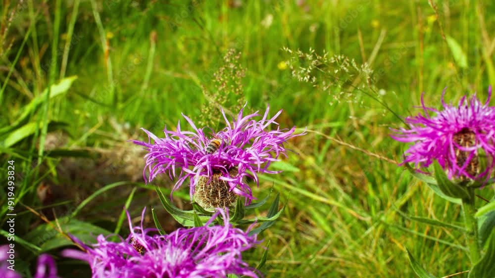 Mountain Wildflowers in Bloom with a Bee Mountain Wildflowers in Bloom with a Bee