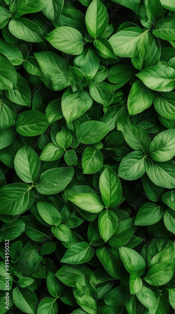Lush green leaves of various shapes and sizes are illuminated by delicate lights, creating a peaceful and inviting atmosphere in nature during August Lush green leaves of various shapes and sizes are illuminated by delicate lights, creating a peaceful and inviting atmosphere in nature during August