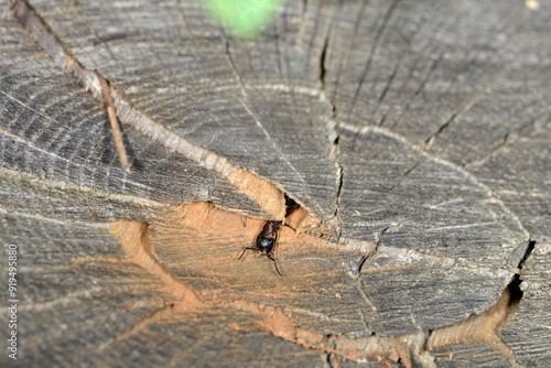 Braunschwarze Rossameise, Camponotus ligniperda photo