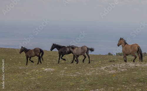 Wild Horses in Summer in the Pryor Mountains Montana