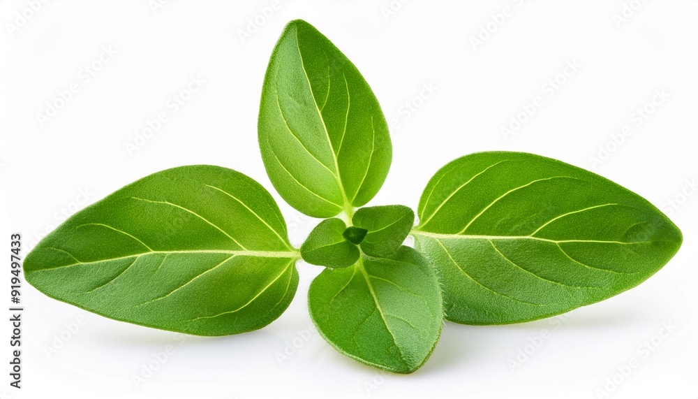Oregano or marjoram leaves isolated on white background. Fresh sweet marjoram herb close up. Oregano or marjoram leaves isolated on white background. Fresh sweet marjoram herb close up.
