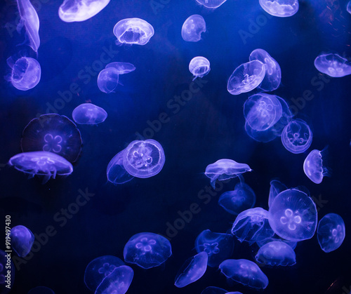 underwater image of jellyfishes photo