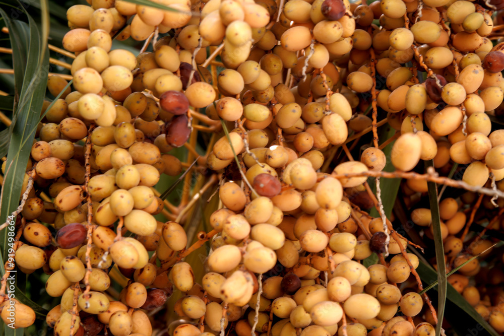 close up of yellow berries of palm tree close up of yellow berries of palm tree