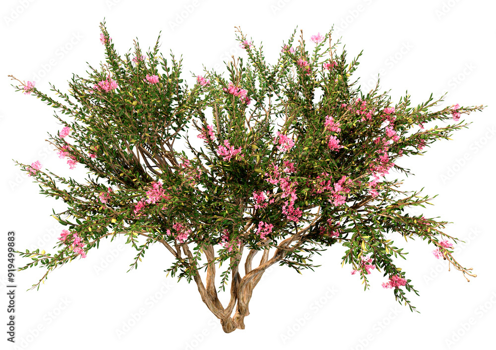 Naklejka premium 3D Rendering Crape Myrtle Plant on White