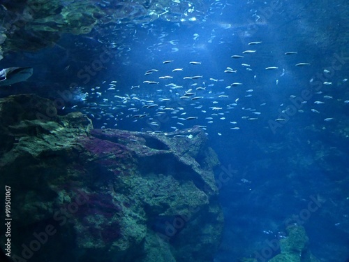 Fotografie La Rochelle, August 2024: Visit to one of Europe's largest aquariums (aquarium, fish, shark, coral, medusa, etc
