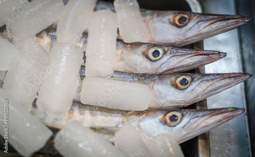 Barracuda fish chilled with ice to keep it fresh for sale at the market. photo