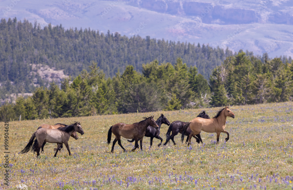 Fototapeta premium Wild Horses in Summer in the Pryor Mountains Montana