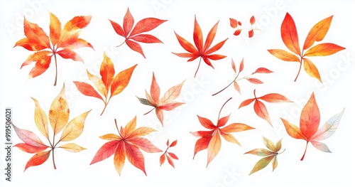 The autumn leaves with their orange and yellow colors are isolated on a white background.