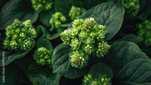 Close up photography of Japanese butterbur photo