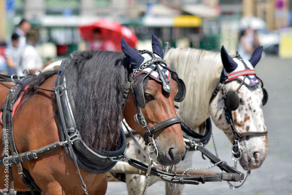 Tourist chariot horses, popular form of sightseeing for tourists visiting Prague, Czech Republic Tourist chariot horses, popular form of sightseeing for tourists visiting Prague, Czech Republic