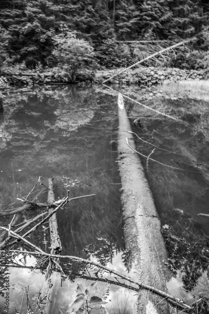 Fototapeta premium Bikaz Gorge and Lakul Roshu (Red Lake) - Eastern Carpathians - Romania - Europe