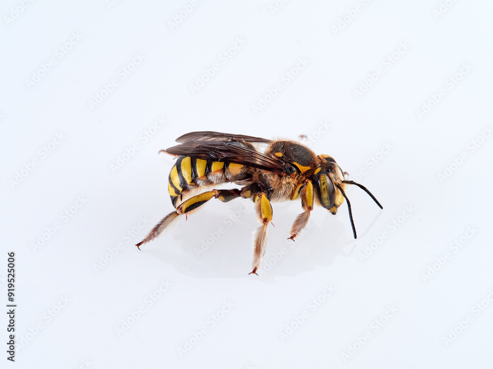 European wool carder bee in a white background. Genus Anthidium. European wool carder bee in a white background. Genus Anthidium.