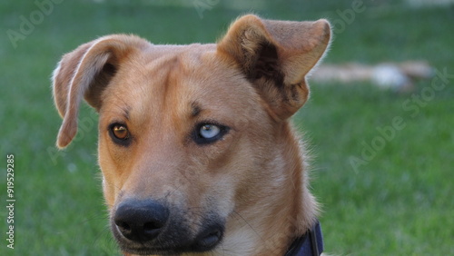 dog with different color eyes. young brown puppy. portrait of a dog