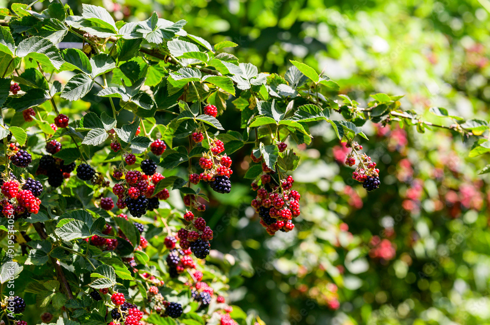 red berries of a bush red berries of a bush
