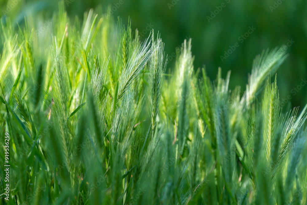 Spikelets of Hordeum murinum, close-up. wall barley or false barley. Spikelets of Hordeum murinum, close-up. wall barley or false barley.