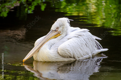 pelican rests on the water, from the Pelecanidae Family. Bird in natural environment