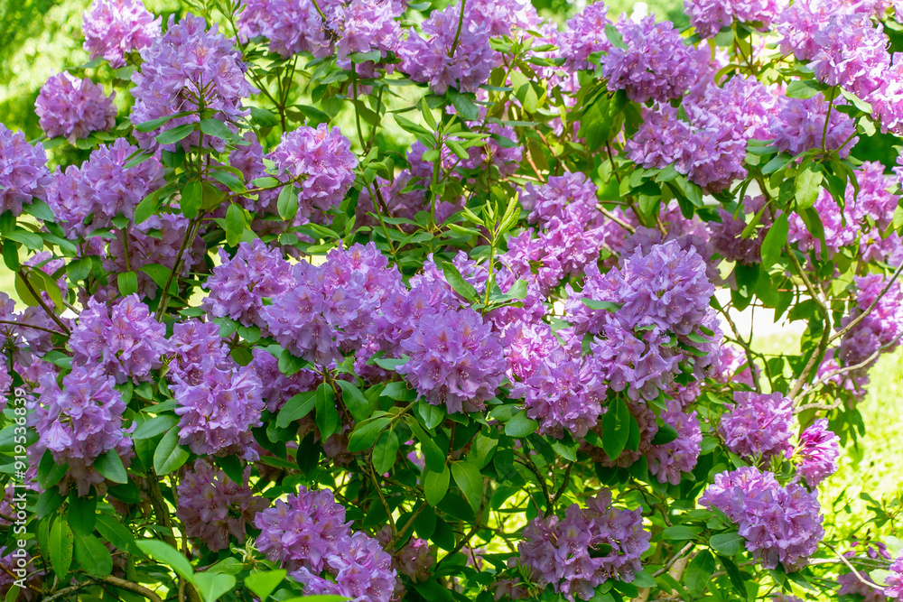Beautiful purple flowers of Rhododendron catawbiense. Catawba rosebay Beautiful purple flowers of Rhododendron catawbiense. Catawba rosebay