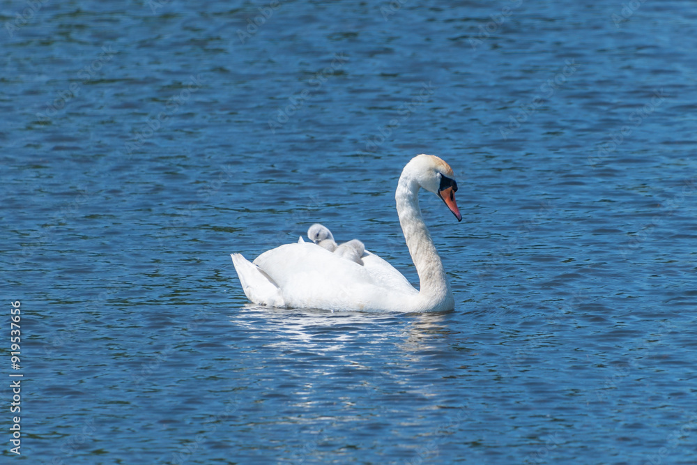 Fototapeta premium A mute swan with a chick on its back swims in a pond.