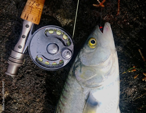 Silver fish caught on fly fishing rod and reel posed on black rocks with colorful seaweed photo