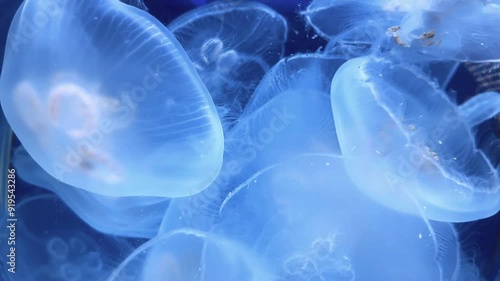 circle of jellyfish in aquarium